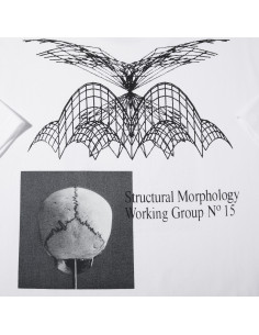 Polar Skate co Morphology... 2