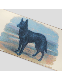 Hybrid Vigour Series - Kelpie 2